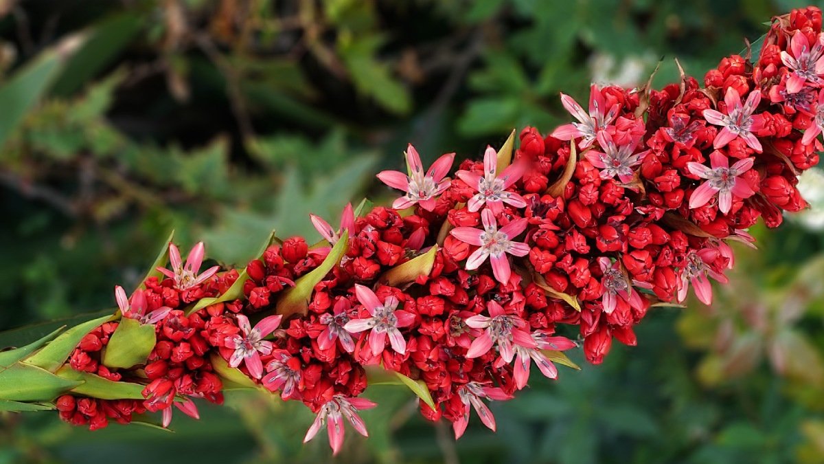 endemik-ne-demek-3 Endemik Ne Demek 3