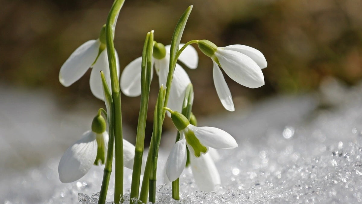 endemik-ne-demek-4 Endemik Ne Demek 4