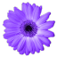 artweaver-win-ikon_256x256 Artweaver Free