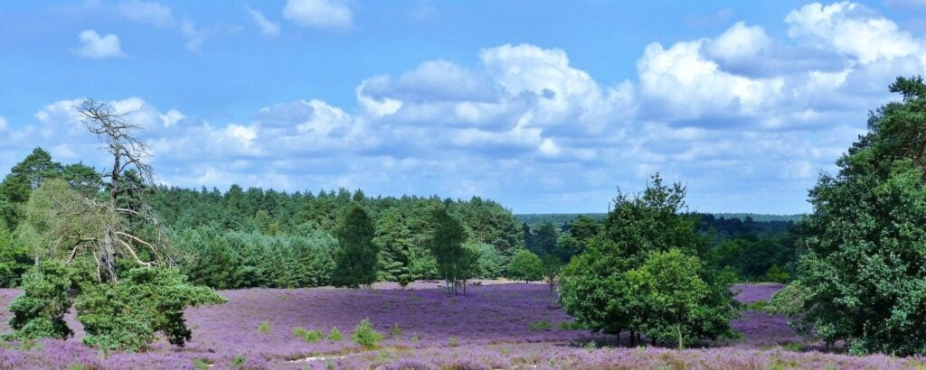 Asagi Saksonya 2 1 1024x410