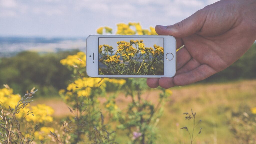 En İyi 6 Bitki Tanıma Programı