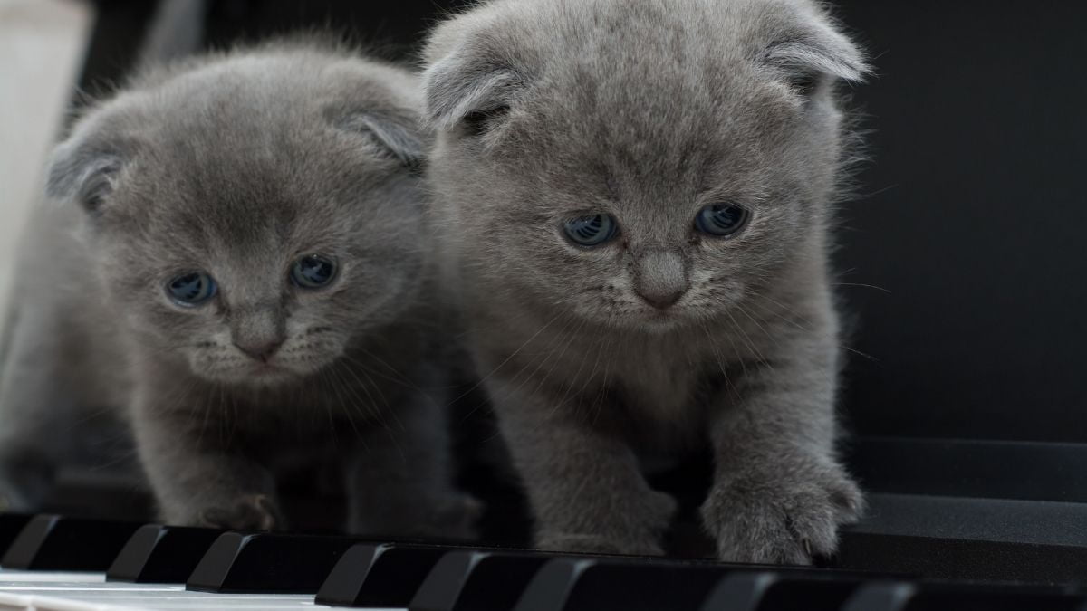 hayvanlar-depremi-onceden-hissedebilir-mi-2 Hayvanlar Depremi Onceden Hissedebilir Mi 2