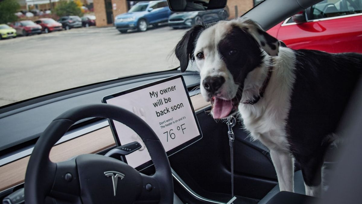 Tesla Kopek Modu Nedir 2